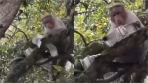Viral Video: पर्यटक से गड्डी छीनकर बंदर ने पेड़ से बरसाए 500 के नोट, देखें वीडियो