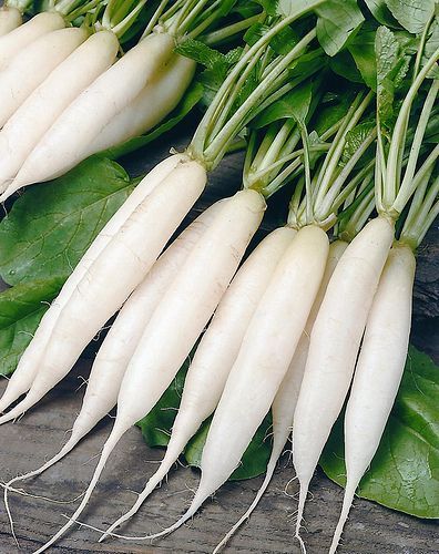 Benefit of Radish : मूली का सेवन करना सेहत के लिए फायदेमंद होता है